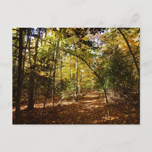 Greenbelt Park in Fall I Maryland Landscape Postcard (Front)