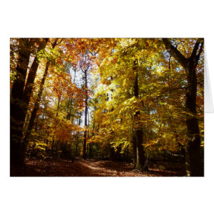 Greenbelt Park in Fall II Maryland Nature Scene Cards