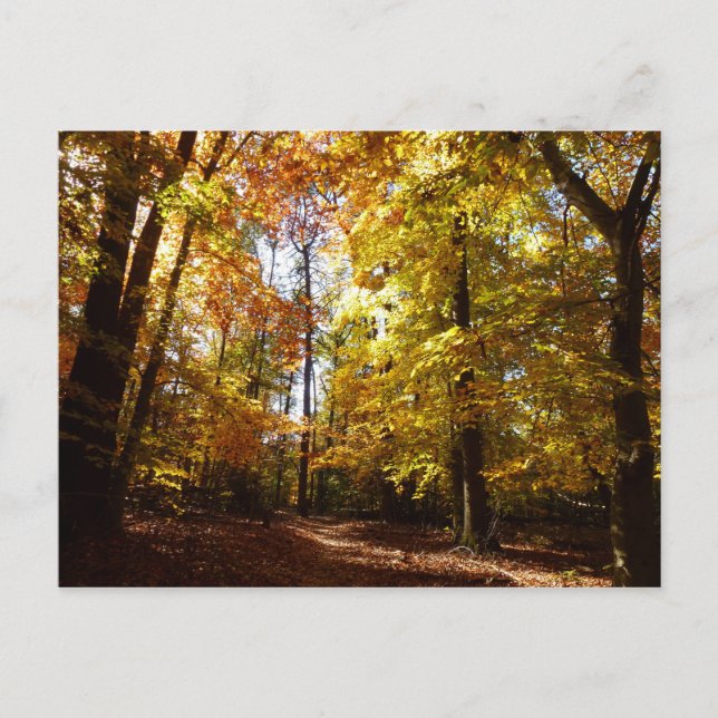 Greenbelt Park in Fall II Maryland Nature Scene Postcard (Front)