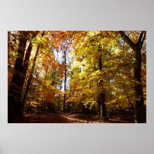 Greenbelt Park in Fall II Maryland Nature Scene Poster