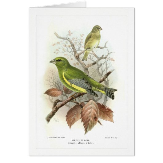 Greenfinch Cards (Front)