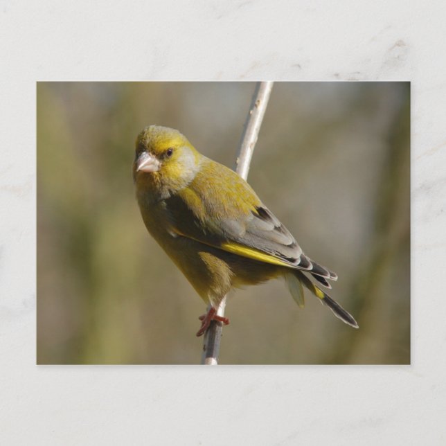 Greenfinch postcard (Front)