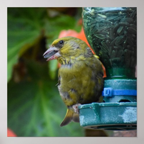 Greenfinch  poster