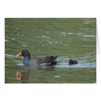 Greenhill Moorhens Cards