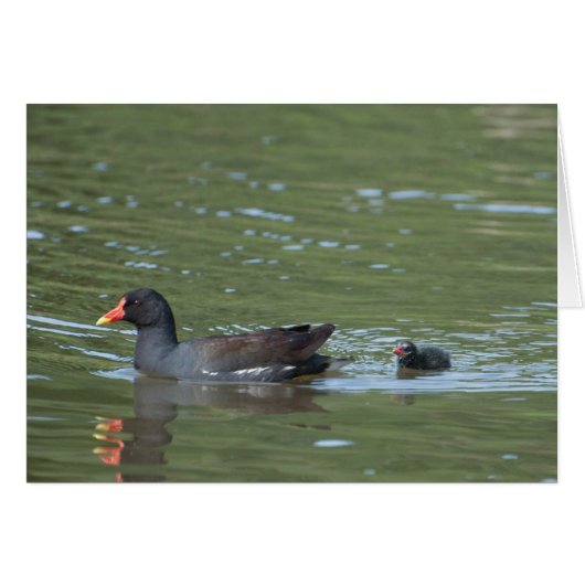Greenhill Moorhens Cards (Front Horizontal)