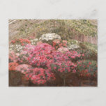Greenhouse Azaleas | Marie Antoinette Marcotte Postcard