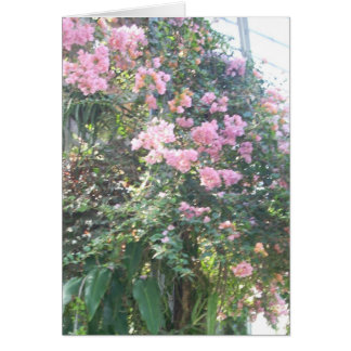 Greenhouse Flowers Eight Cards