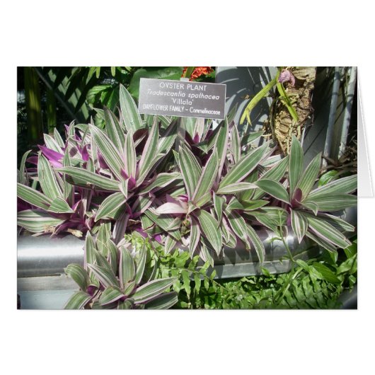 Greenhouse Flowers Eleven Cards (Front Horizontal)
