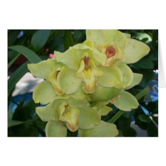 Greenhouse Flowers Four Cards (Front Horizontal)