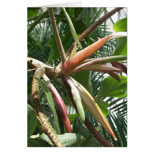 Greenhouse Flowers Nine (Front)