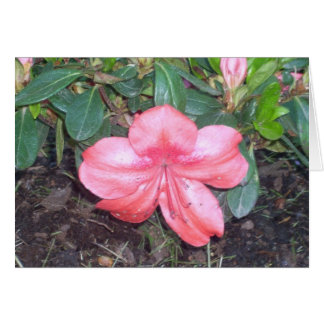 Greenhouse Flowers Nine Cards
