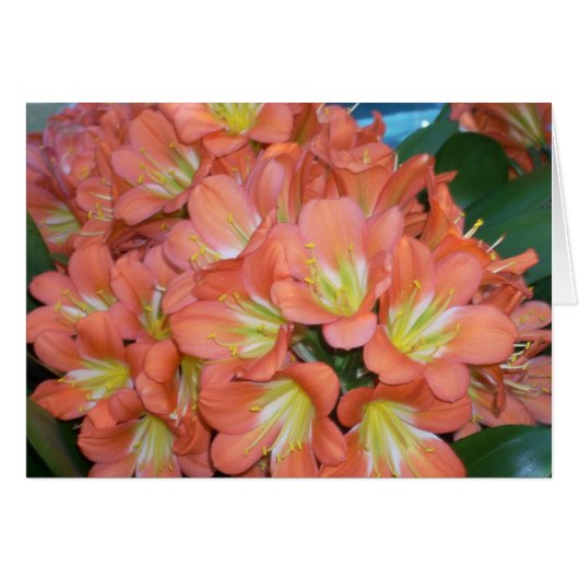 Greenhouse Flowers One (Front Horizontal)