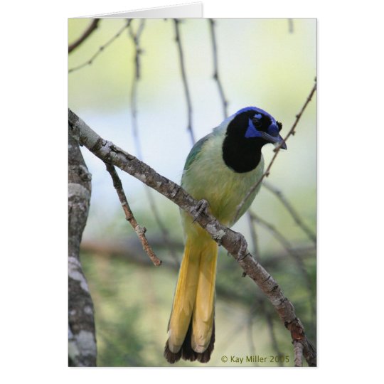 Greenjay-2 Card