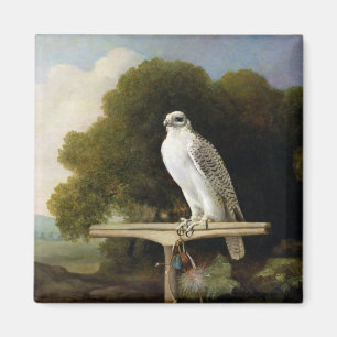 Greenland Falcon (Grey Falcon), 1780 (oil on panel Magnet