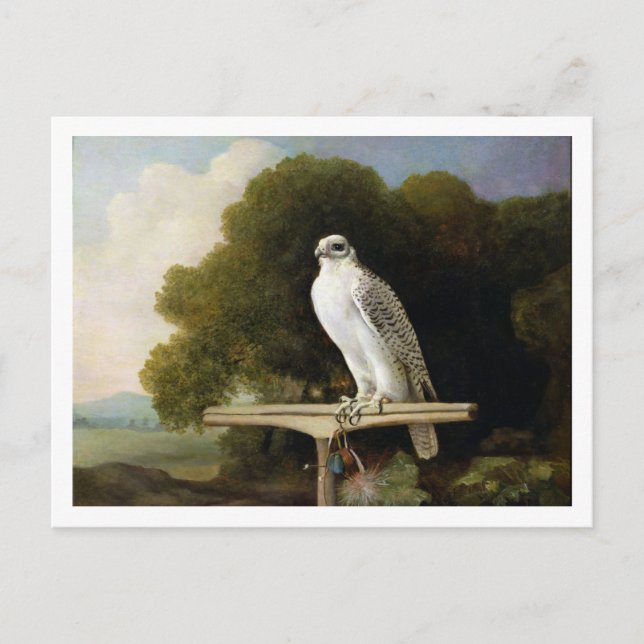 Greenland Falcon (Grey Falcon), 1780 (oil on panel Postcard (Front)