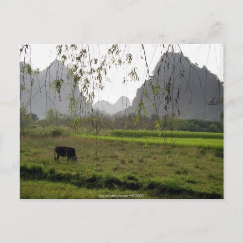 Greenness  Cow GrazingGuilin GuangxiChina Postcard