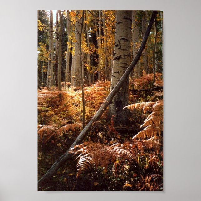 Greens Creek Hiking Path Poster (Front)