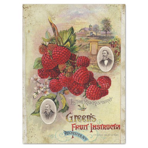 GREENS RED RASPBERRY FRUIT GUIDE TISSUE PAPER