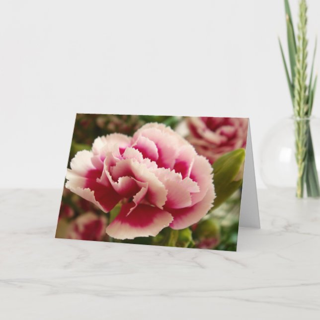 Greeting 123 Cards - Pink Carnation (Front)