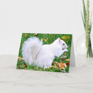 Greeting Card - Albino Squirrel