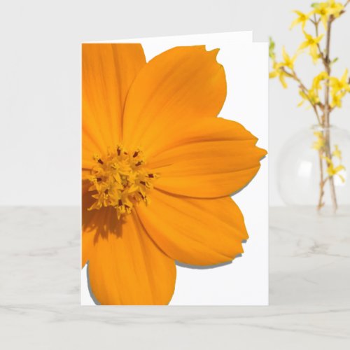 Greeting Card _ All Occasion _ Orange Cosmos