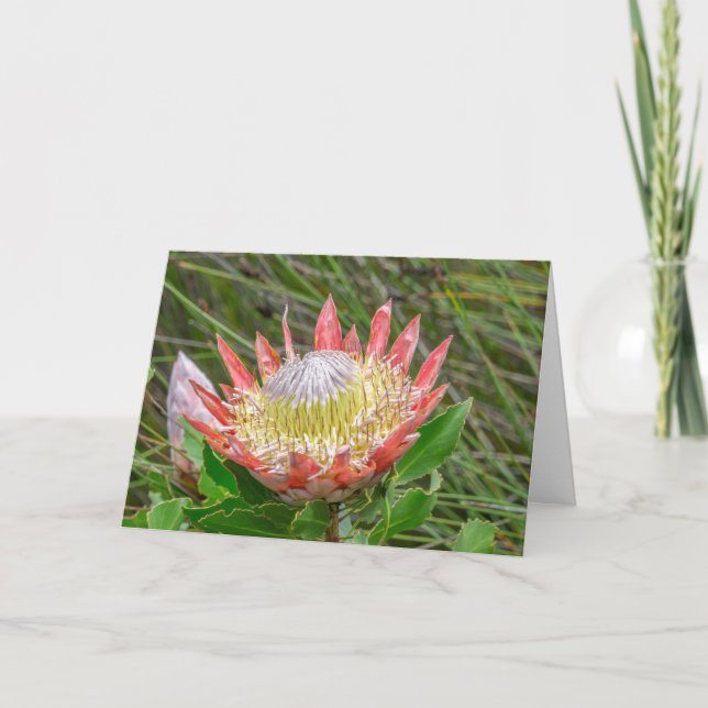 Greeting Card - Beautiful Protea in Cape Town (Front)