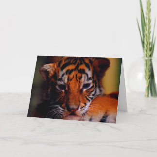 Greeting Card Blank Tiger Cub