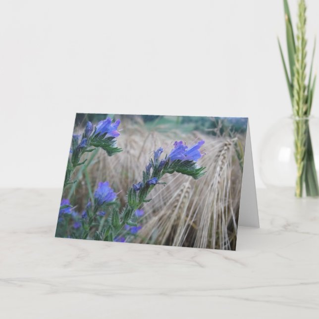 Greeting card blue cornflowers (Front)