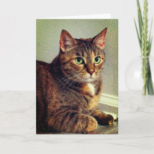 Greeting Card Brown Tabby Cat