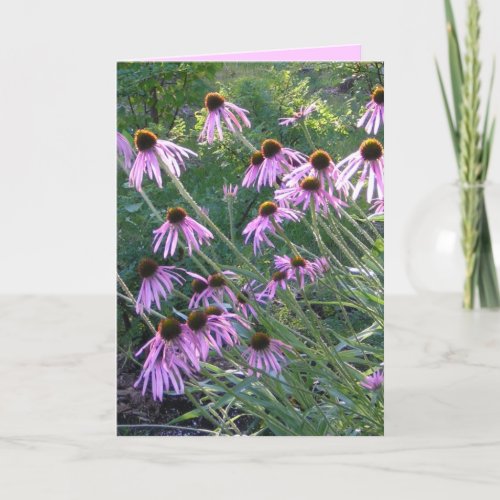 Greeting Card _ Coneflowers