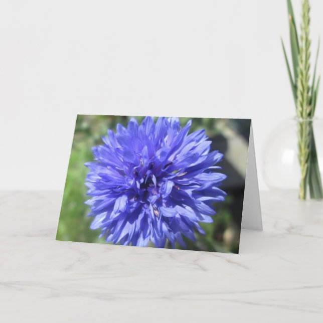 Greeting Card - Cornflower Blue Bachelor's Button (Front)