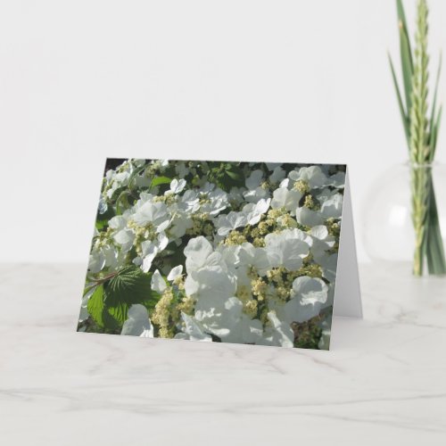 Greeting Card _ Doublefile Viburnum I