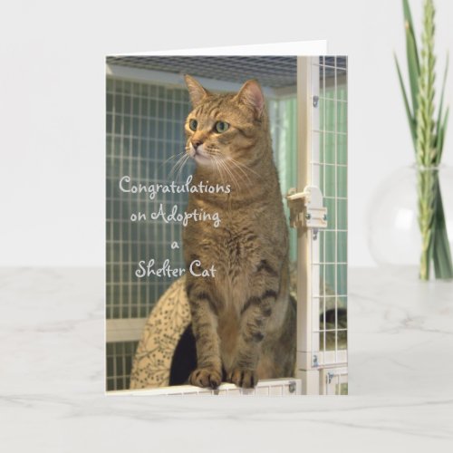 Greeting Card for Adoption of a Shelter Cat