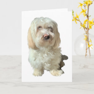 Greeting Card Havanese Dog