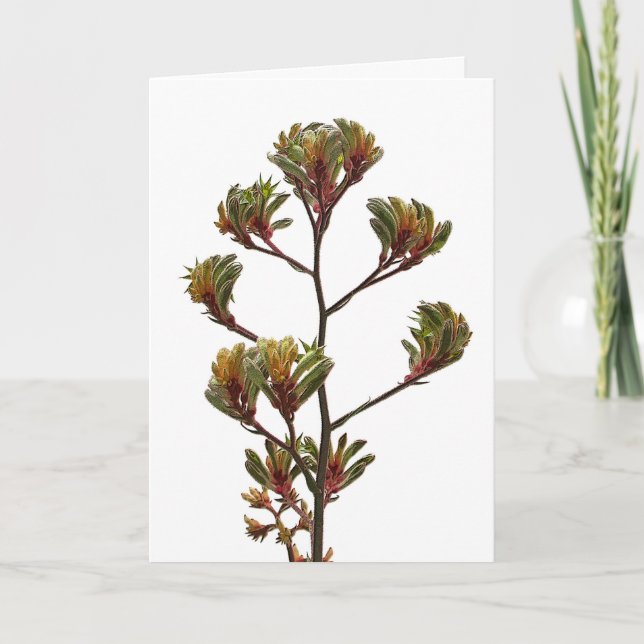Greeting Card - Kangaroo Paw (Front)