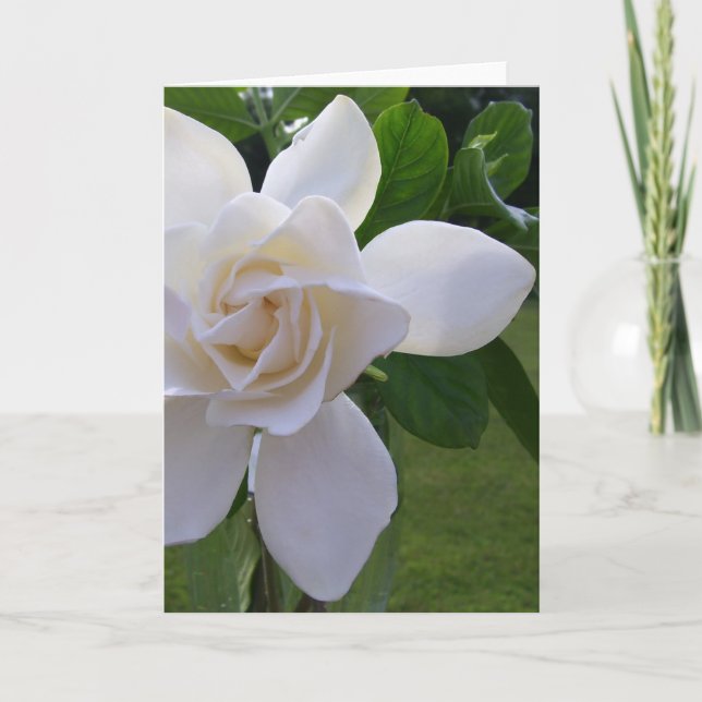 Greeting Card - Naturally Gorgeous Gardenia (Front)