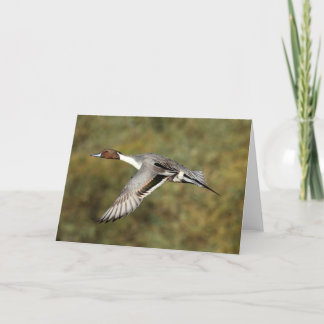 Greeting card - Northern pintail drake 3