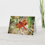 Greeting Card Orange Dragonfly
