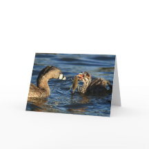 Greeting Card - Pied-billed grebes with crayfish