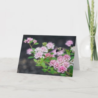 Greeting Card - Pink Spirea with Bee