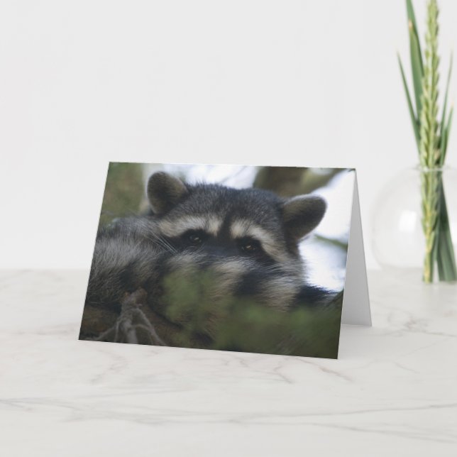 Greeting Card: Raccoon Card (Front)