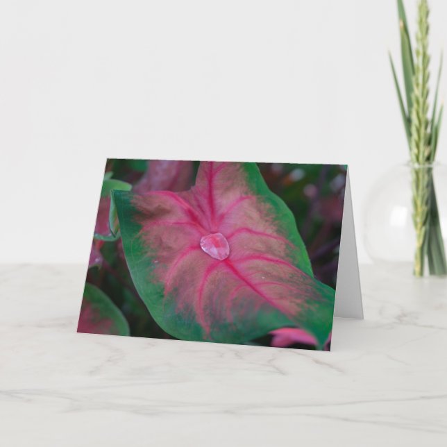 Greeting Card - Raindrops in the Garden (Front)