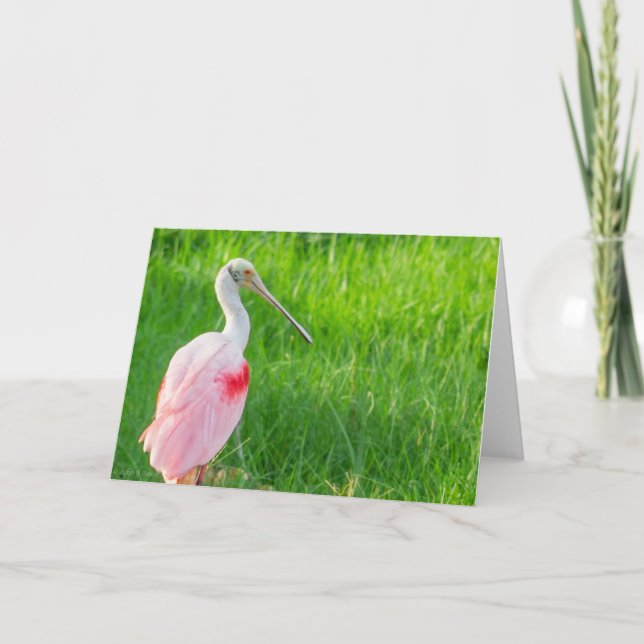 Greeting Card - Roseate Spoonbill (Front)