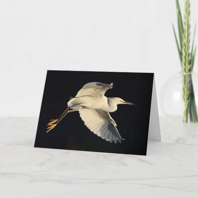 Greeting Card - Snowy egret flyby (Front)