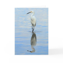 Greeting card - Snowy egret turning