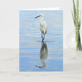 Greeting card - Snowy egret turning