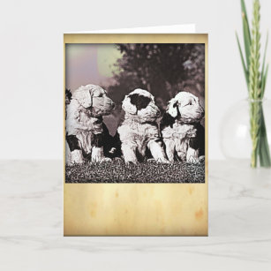 Personalised Old English Sheepdog Birthday Card By Have A Gander - View #2