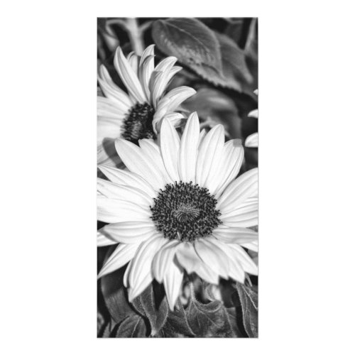 greeting card _ sunflower black and white