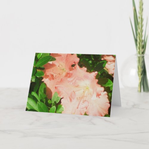 Greeting Card _ Sunlit Peach Azaleas