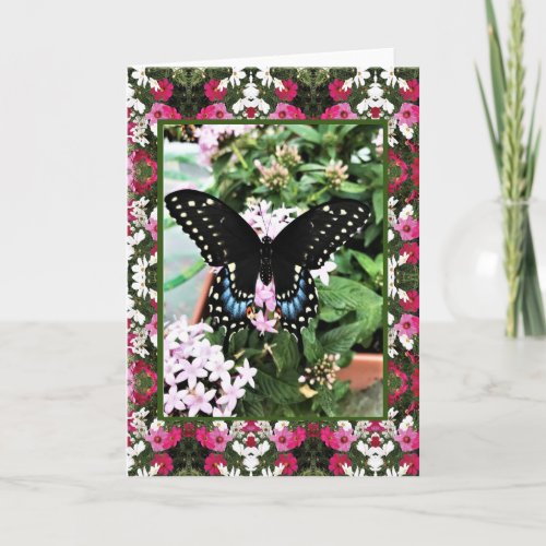 Greeting Card Swallowtail  Cosmos